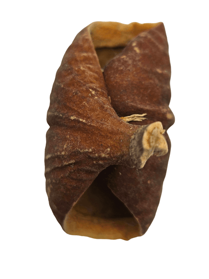 Dysoxylum Pods featuring brown ridged surfaces and some partially open to reveal lighter interiors, are displayed on a white background —perfect for natural aquarium decor.