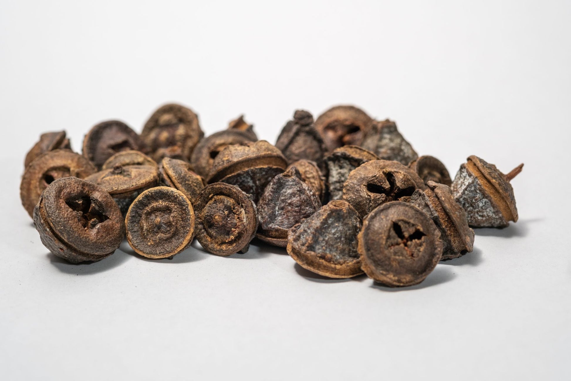 Eucalyptus Pods - 5 Count features dried, woody seed pods with brown and grayish-white hues and star-shaped tops. Ideal for unique aquarium decor or bioactive terrariums. Displayed on a white background.