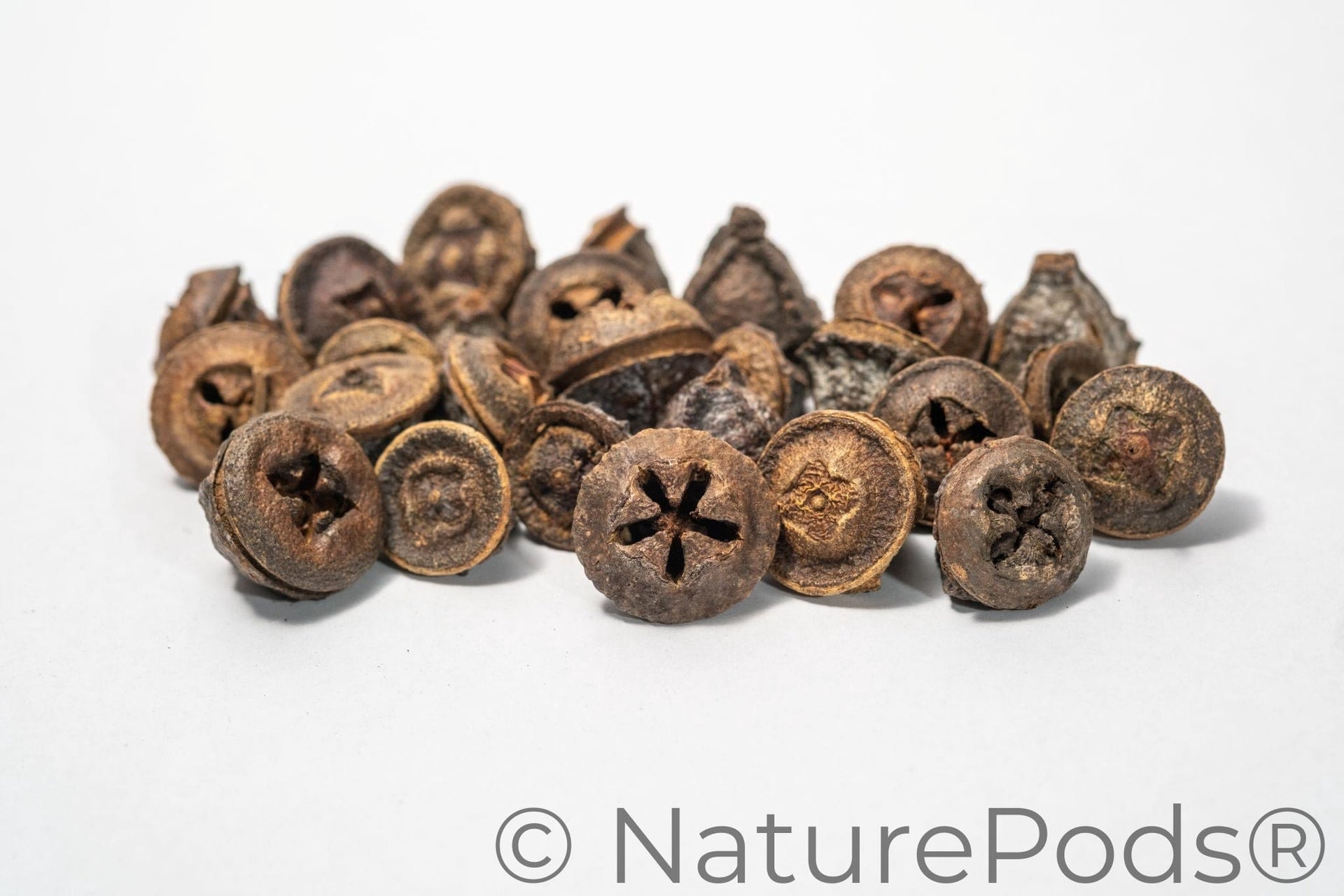 fogged expanse seed pods Eucalyptus Seed Pods — Aquarium Botanicals, Dart Frog Hides & Natural Decor – NaturePods Botanicals
