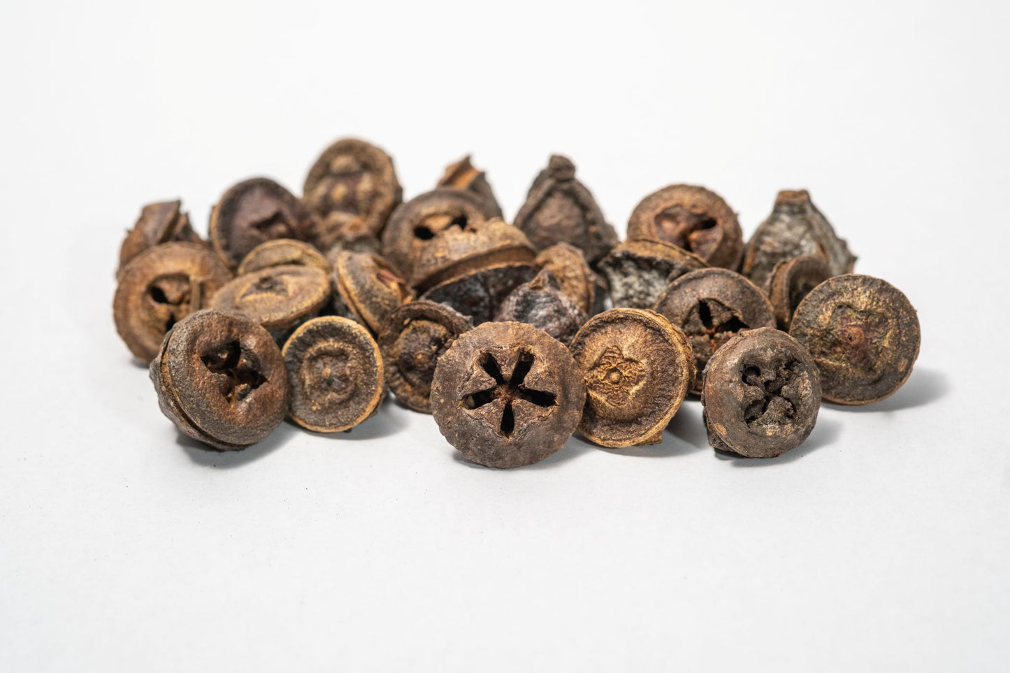 Eucalyptus Pods - 5 Count features dried, woody seed pods with brown and grayish-white hues and star-shaped tops. Ideal for unique aquarium decor or bioactive terrariums. Displayed on a white background.