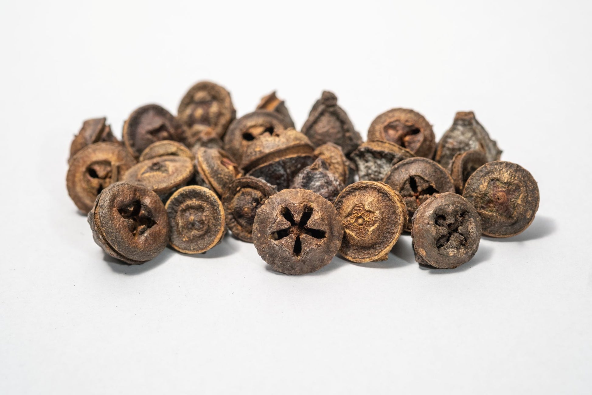 Eucalyptus Pods - 5 Count features dried, woody seed pods with brown and grayish-white hues and star-shaped tops. Ideal for unique aquarium decor or bioactive terrariums. Displayed on a white background.