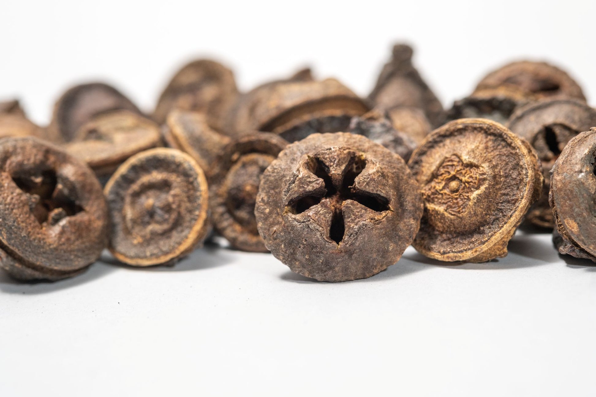close up of Eucalyptus Pods - 5 Count features dried, woody seed pods with brown and grayish-white hues and star-shaped tops. Ideal for unique aquarium decor or bioactive terrariums. Displayed on a white background.