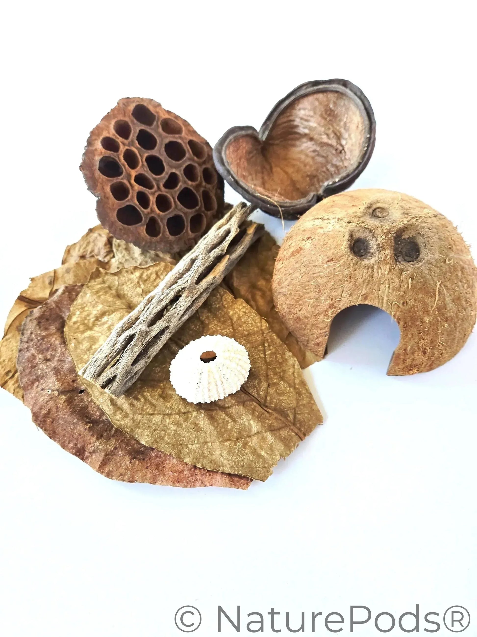 Top view of Dried catappa leaves, a coconut cave, light pink sea urchin shell, large lotus pod with many holes, and a six-inch piece of cholla wood with holes and a split nut pod or jungle pod which are all used in crabitats for hermit crab climbing and enrichment.  Displayed on a white background