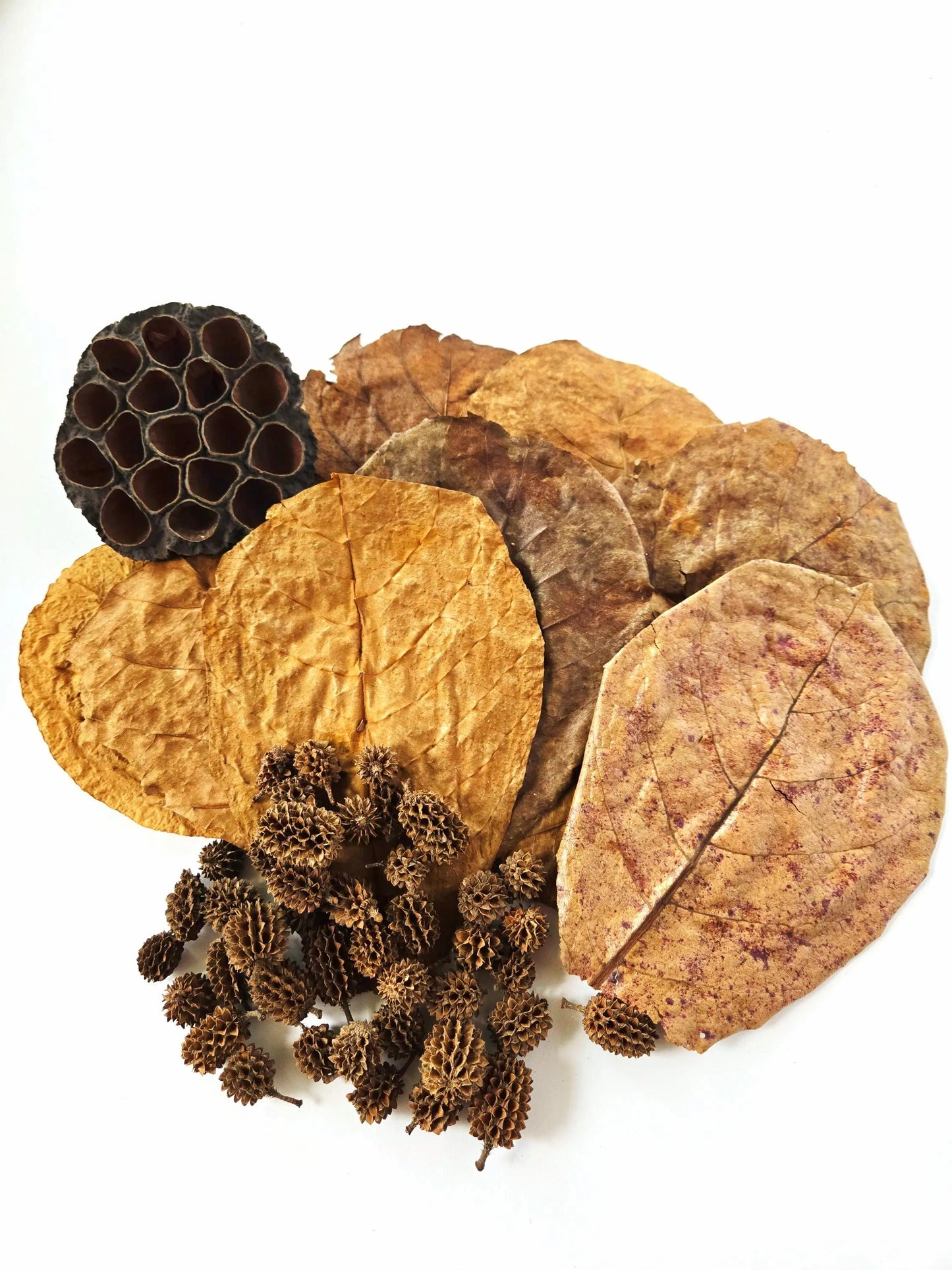 Aquarium Botanical Tannin Pack - Catappa Leaves, Casuarina Cones, Lotus Seed Pod
