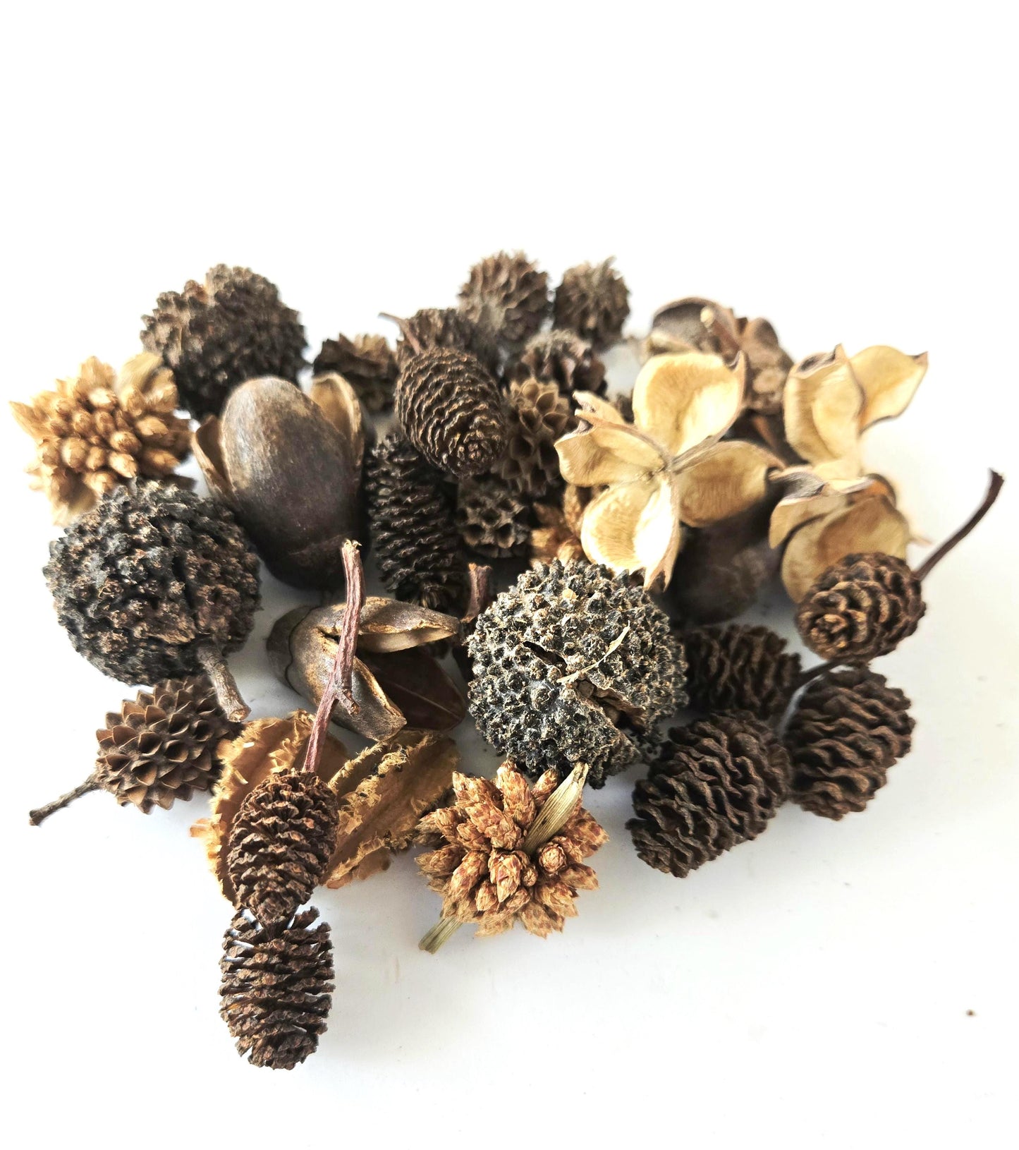 Mini/Nano Seed Pod Variety Pack - 37 Pieces