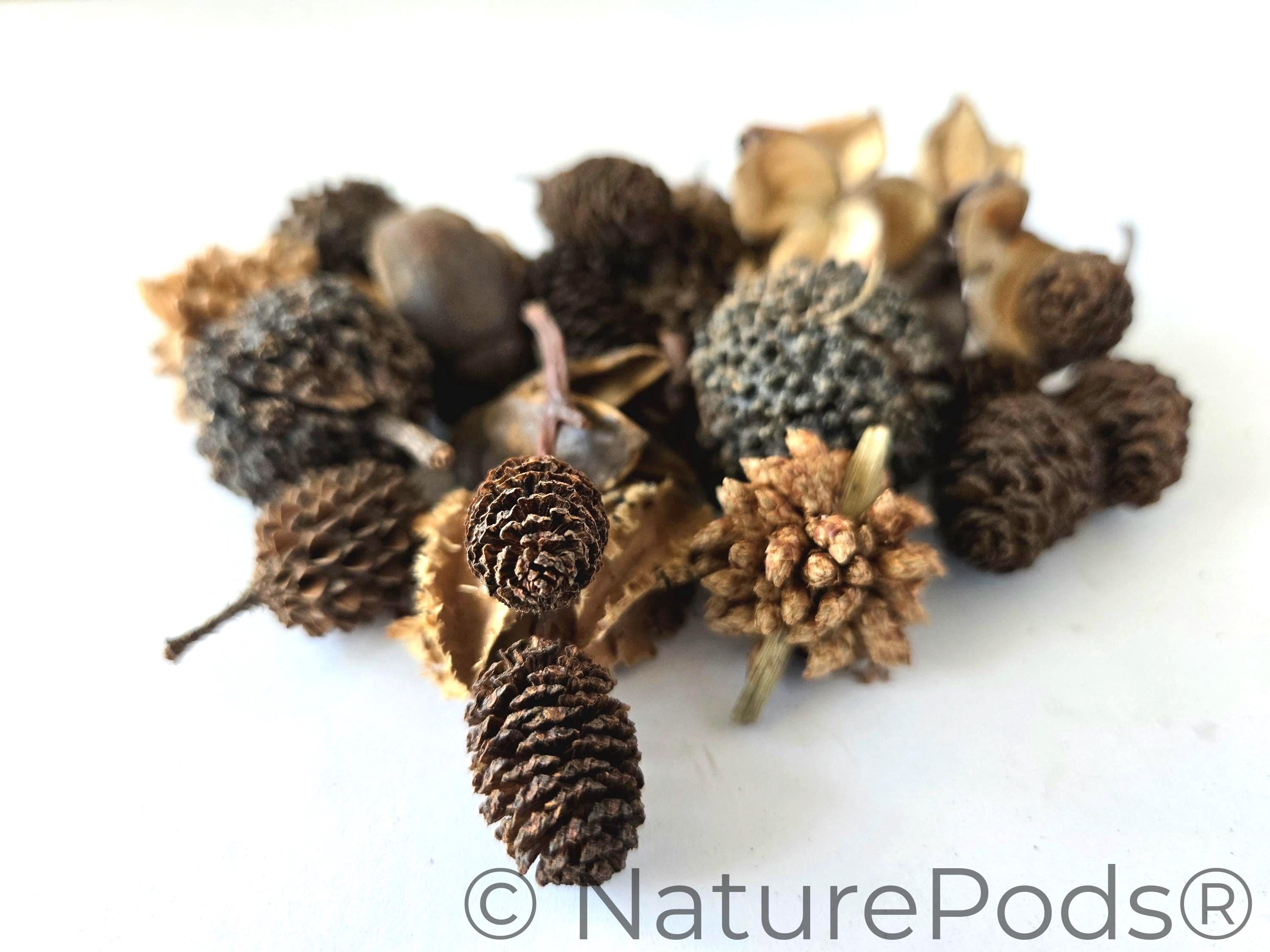 Mini/Nano Seed Pod Variety Pack | Terrarium Seed Pod Botanicals