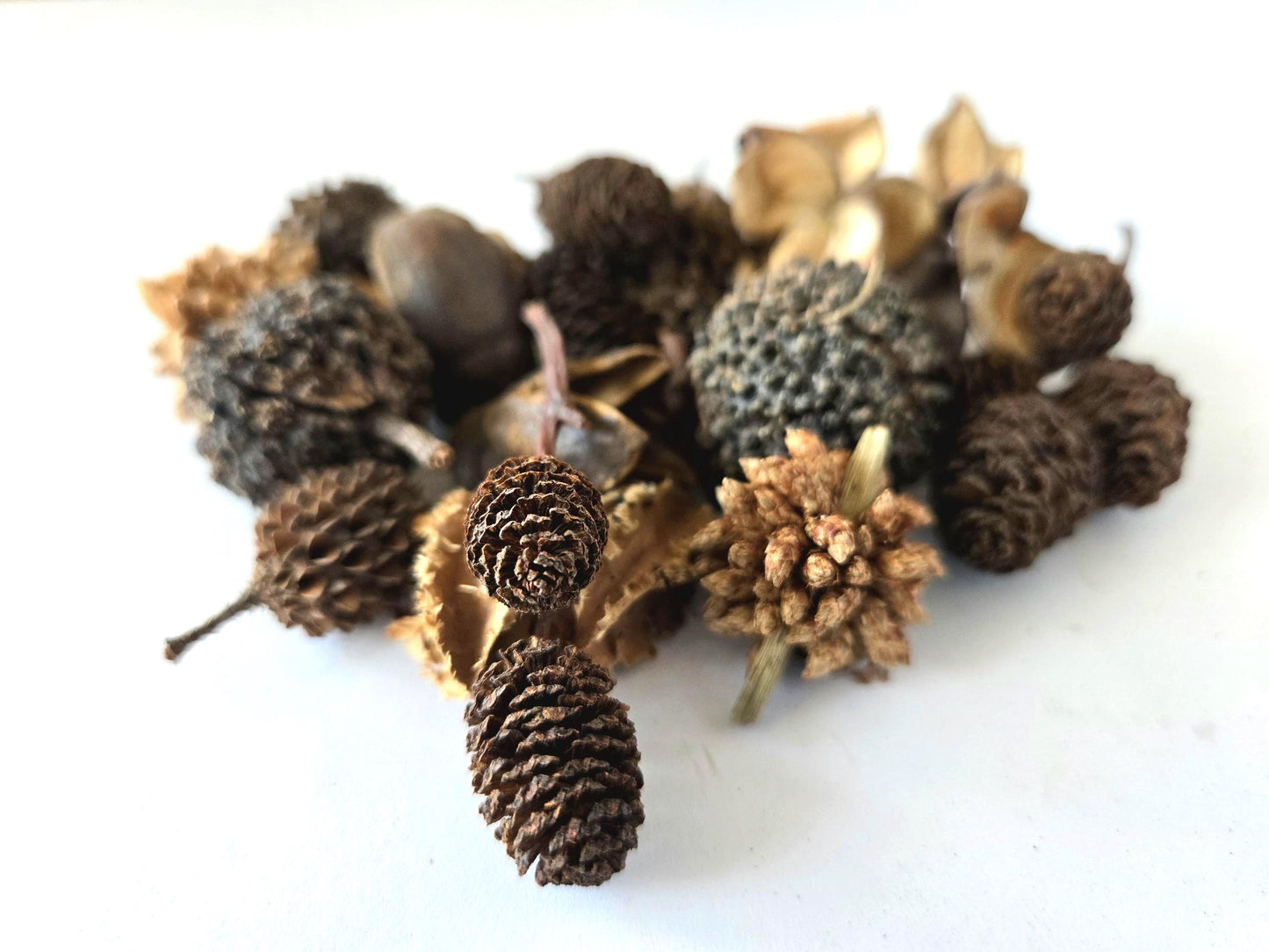 Mini/Nano Seed Pod Variety Pack - 37 Pieces