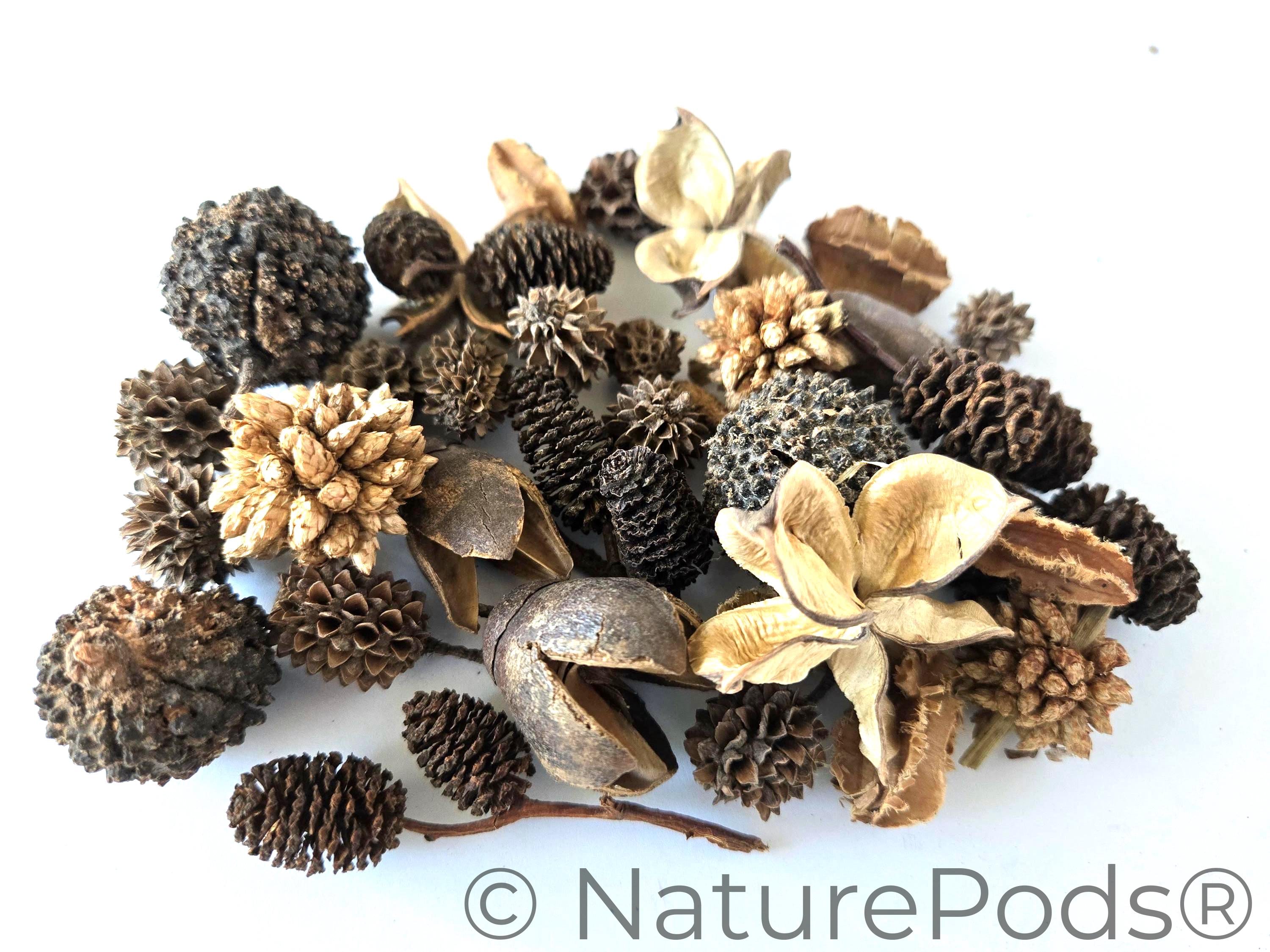 Mini/Nano Seed Pod Variety Pack | Terrarium Seed Pod Botanicals