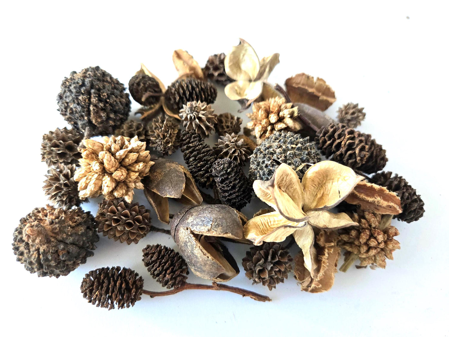 Mini/Nano Seed Pod Variety Pack - 37 Pieces