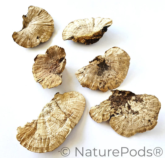 Dried mushroom caps used for dart frog vivarium decor and isopod food and springtail food on a white background