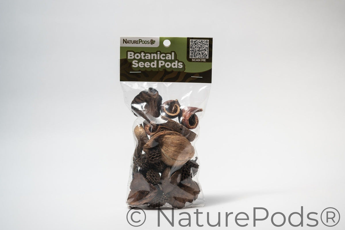 This is a packaged botanical seed pods with a visible brand label on a white background. This picture is specifically the final product for the Assorted Mini/Nano Botanical Seed Pod Pack.