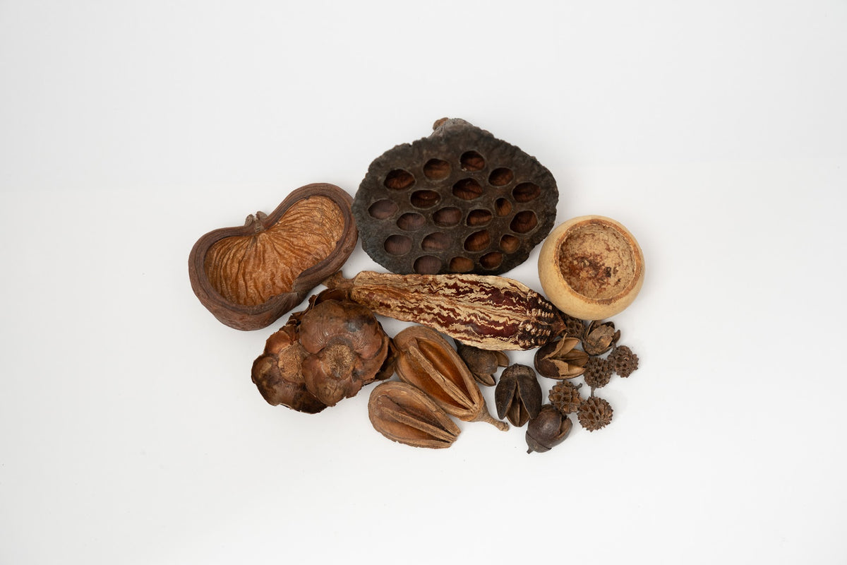 Here you can see Dried brown seed pods that vary in sizes on a white background. It is picture of what is included in the Assorted Botanical Seed Pod Pack. Everything is laid out neatly to show what is included.