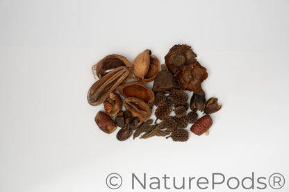 Here you can see Dried brown small seed pods on a white background. It is picture of what is included in the Assorted Mini/Nano Botanical Seed Pod Pack. Everything is laid out neatly to show what is included.