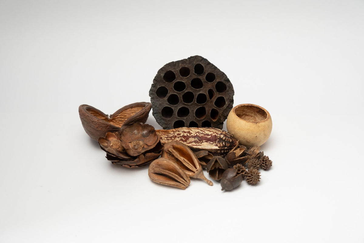 Here you can see Dried brown seed pods that vary in sizes on a white background. It is picture of what is included in the Assorted Botanical Seed Pod Pack. Everything is laid out neatly to show what is included.