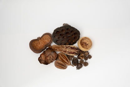 Here you can see Dried brown seed pods that vary in sizes on a white background. It is picture of what is included in the Assorted Botanical Seed Pod Pack. Everything is laid out neatly to show what is included.