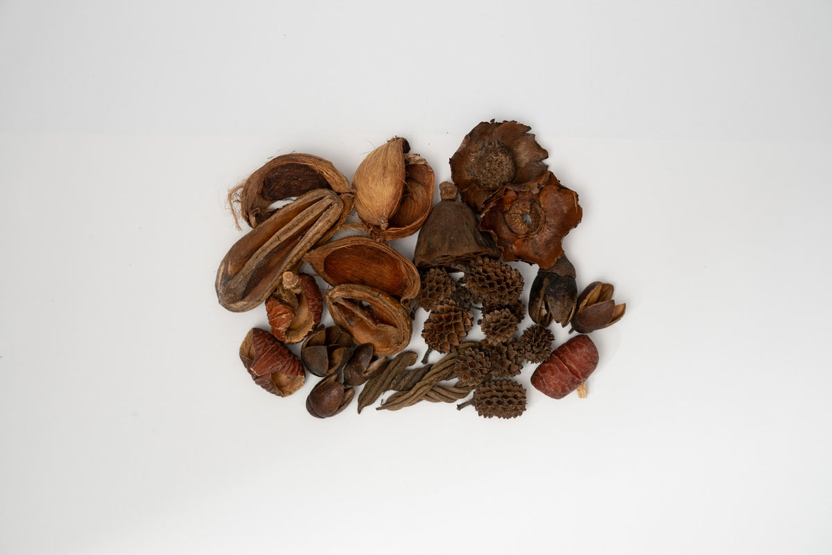 Here you can see Dried brown small seed pods on a white background. It is picture of what is included in the Assorted Mini/Nano Botanical Seed Pod Pack. Everything is laid out neatly to show what is included.