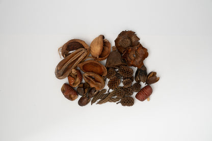 Here you can see Dried brown small seed pods on a white background. It is picture of what is included in the Assorted Mini/Nano Botanical Seed Pod Pack. Everything is laid out neatly to show what is included.