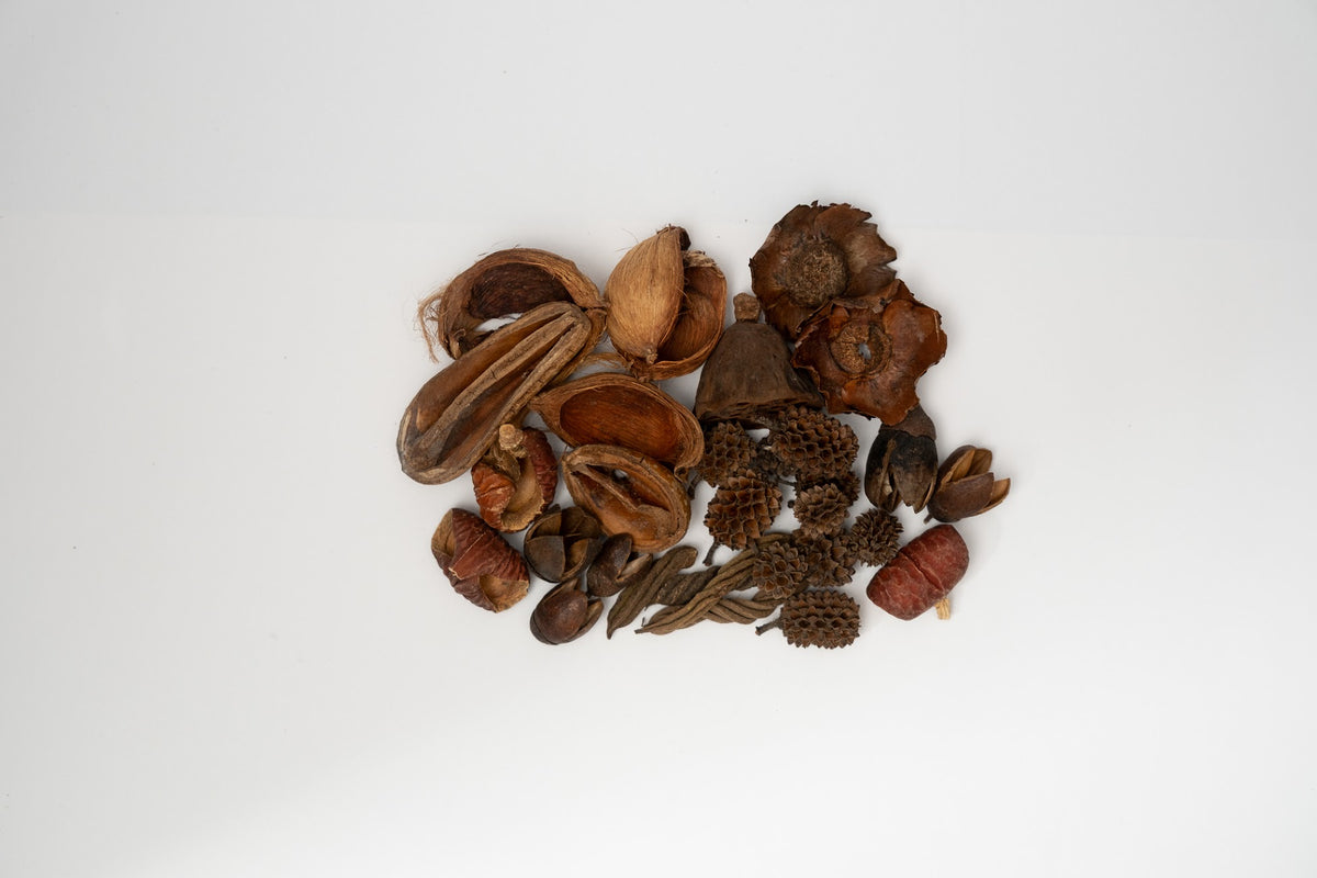 Here you can see Dried brown small seed pods on a white background. It is picture of what is included in the Assorted Mini/Nano Botanical Seed Pod Pack. Everything is laid out neatly to show what is included.
