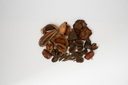 Here you can see Dried brown small seed pods on a white background. It is picture of what is included in the Assorted Mini/Nano Botanical Seed Pod Pack. Everything is laid out neatly to show what is included.