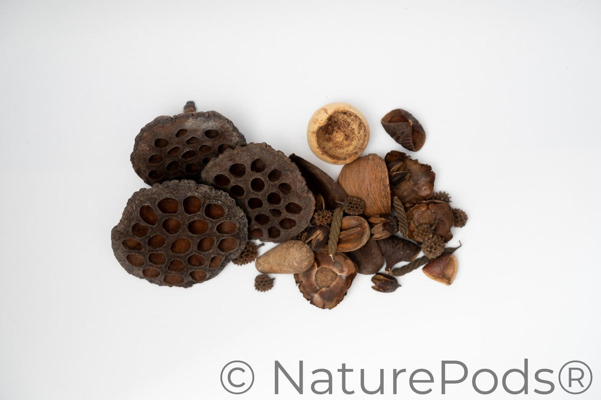 Here you can see Dried brown seed pods that vary in sizes and textures on a white background. It is picture of what is included in the Botanical Seed Pod Variety Pack. Everything is laid out neatly to show what is included.