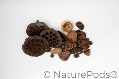 Here you can see Dried brown seed pods that vary in sizes and textures on a white background. It is picture of what is included in the Botanical Seed Pod Variety Pack. Everything is laid out neatly to show what is included.