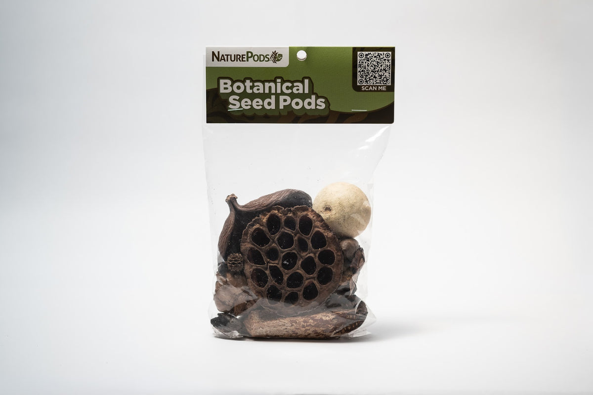This is a packaged botanical seed pods with a visible brand label on a white background. This picture is specifically the final product for the Assorted Botanical Seed Pod Pack.