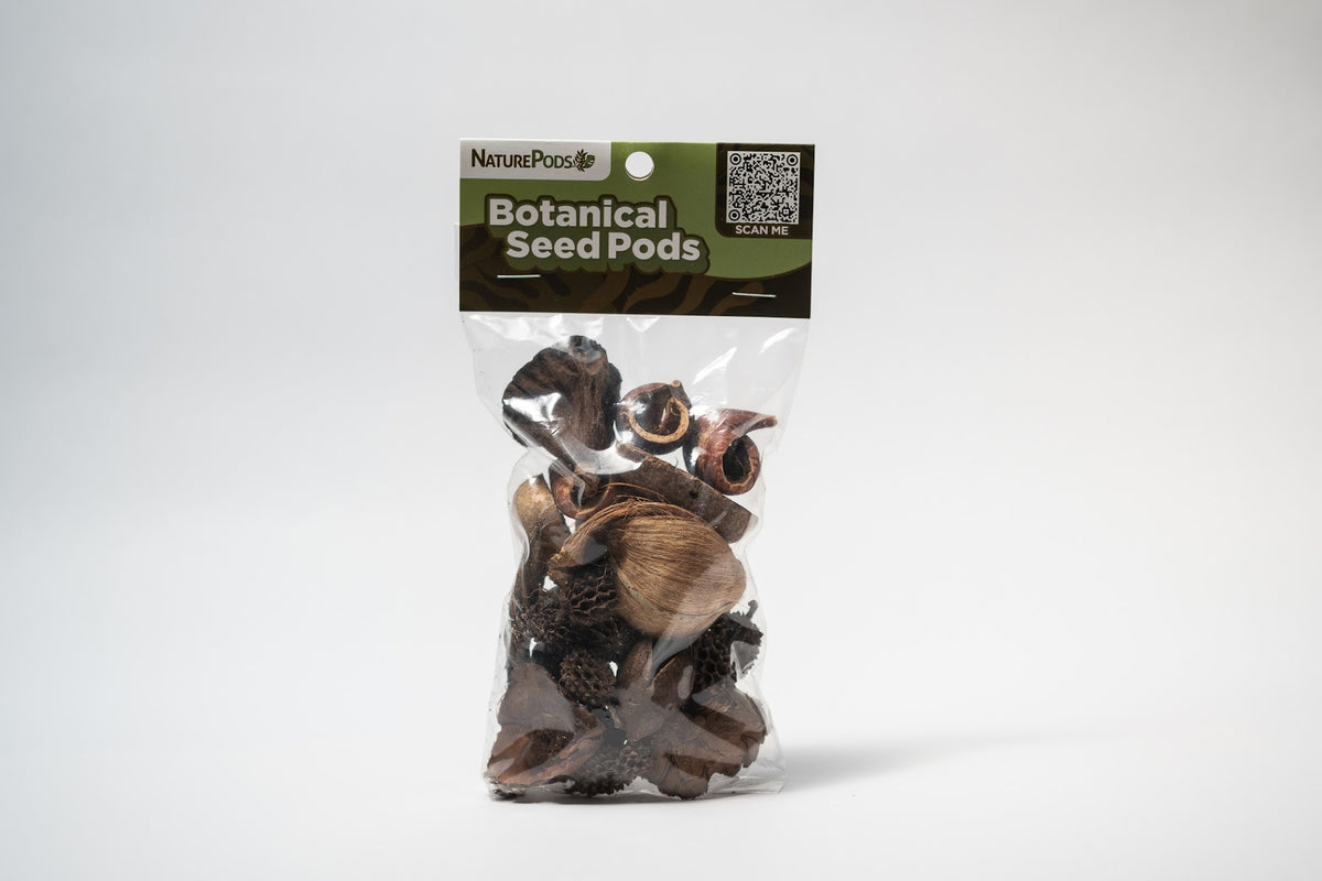 This is a packaged botanical seed pods with a visible brand label on a white background. It is picture is specifically the final product for the Assorted Mini/Nano Botanical Seed Pod Pack.