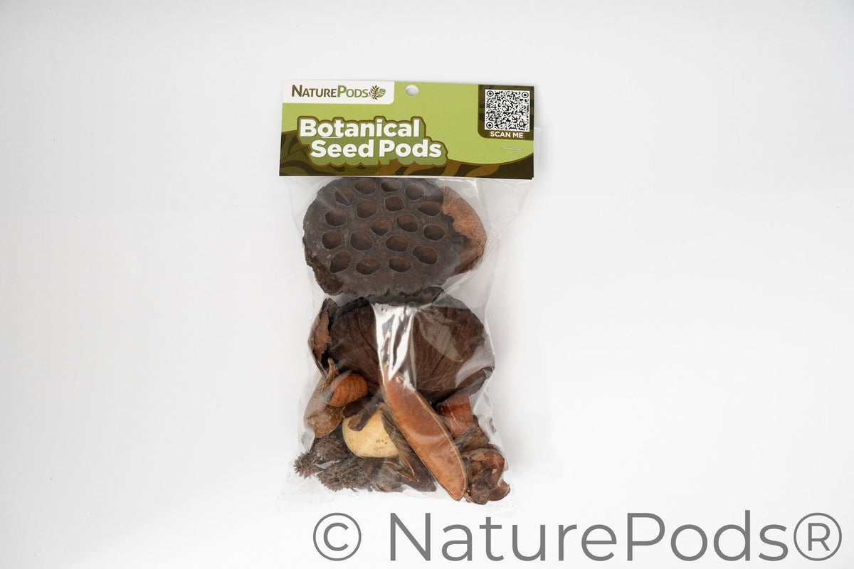 Botanical Seed Pod Variety Pack - 32 Pieces