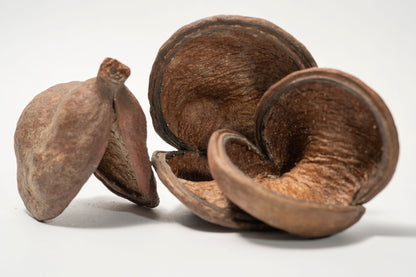 Three Large Jungle Pods that are brown and split open revealing a textured interior arranged on a white background.