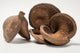 Three Large Jungle Pods that are brown and split open revealing a textured interior arranged on a white background.