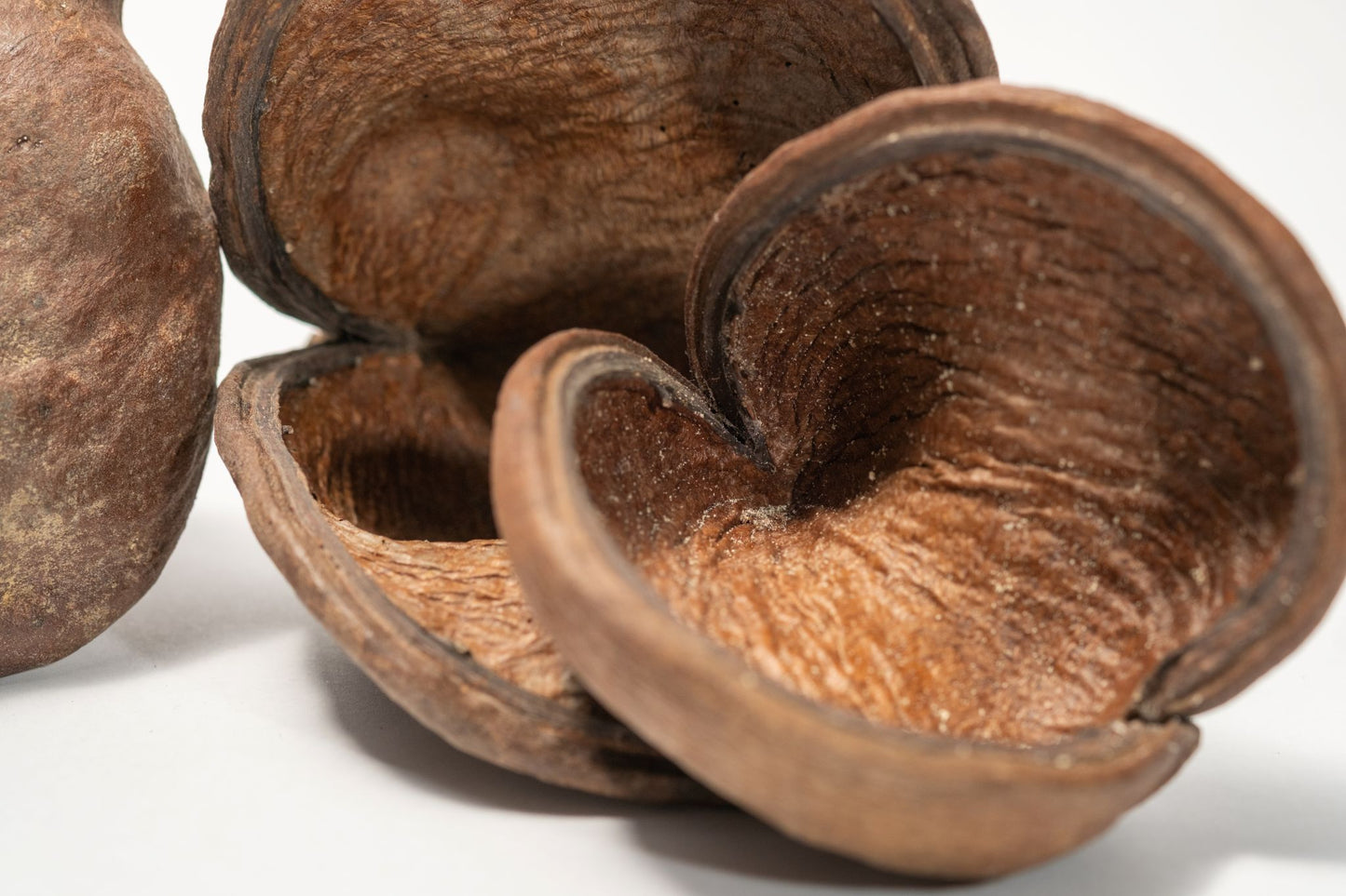 Close up of Three Large Jungle Pods that are brown and split open revealing a textured interior arranged on a white background.