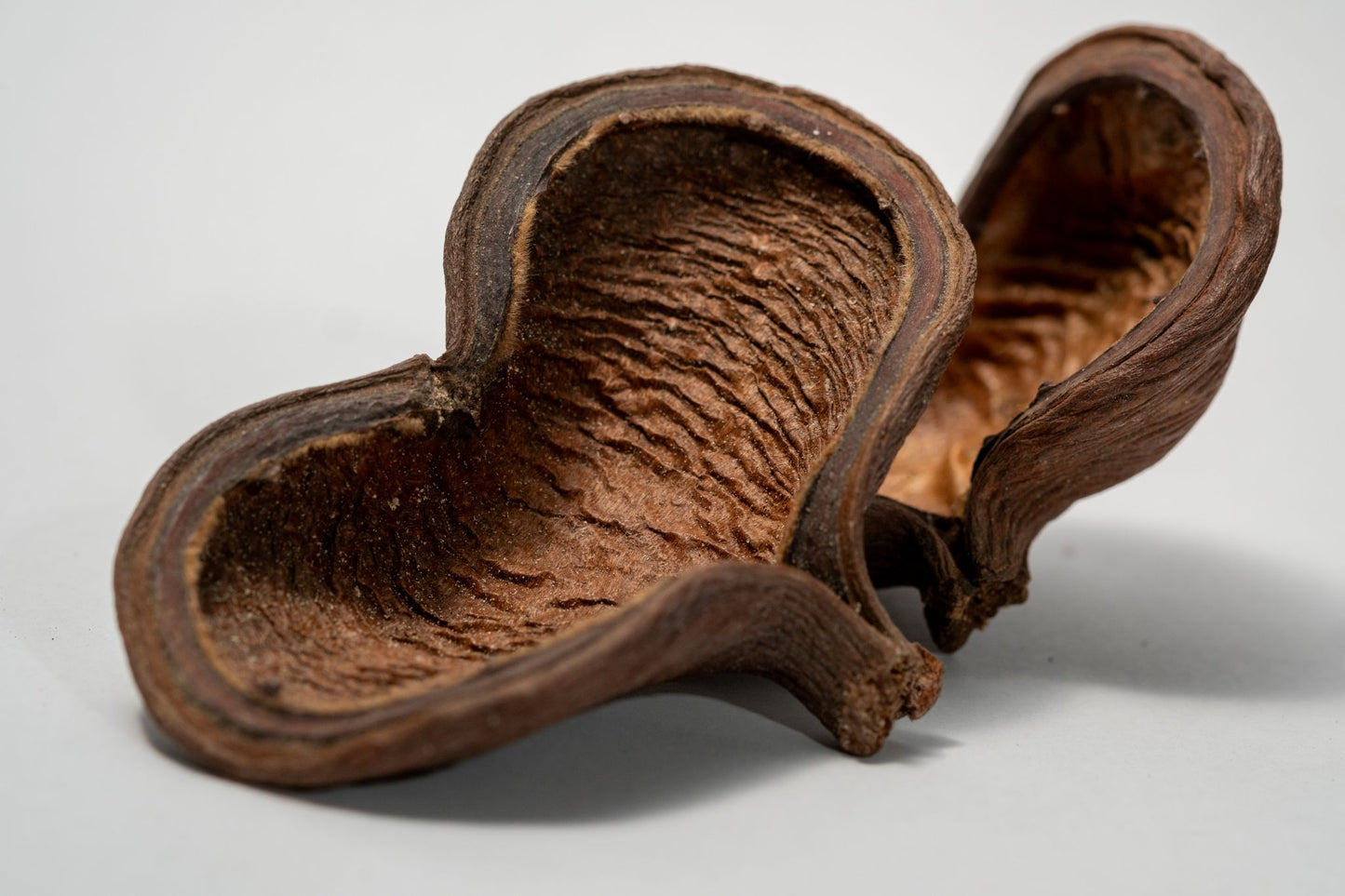 Two heart shaped Large Jungle Pods that are brown and split open revealing a textured interior arranged on a white background.