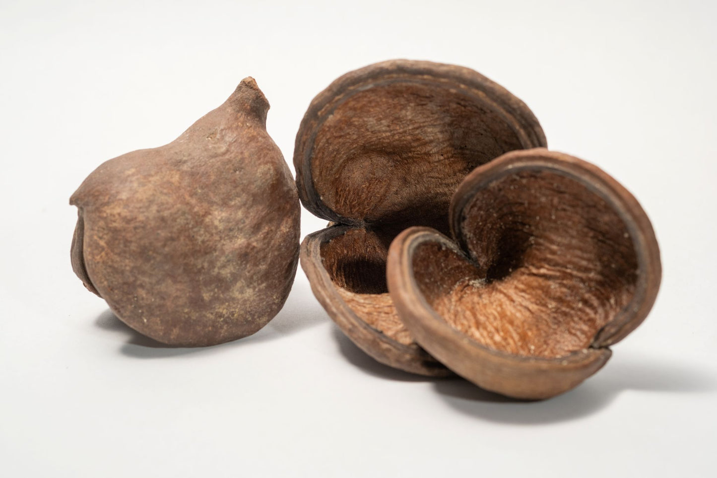 Three Large Jungle Pods that are brown and split open revealing a textured interior arranged on a white background.
