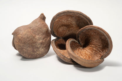 Three Large Jungle Pods that are brown and split open revealing a textured interior arranged on a white background.