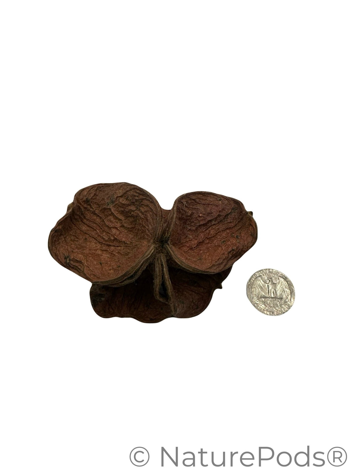 Three Land Lotus Seed Pods are displayed on a white background. Each pod features four textured, slightly curled brown segments with a natural shape, reminiscent of bioactive terrarium botanicals.