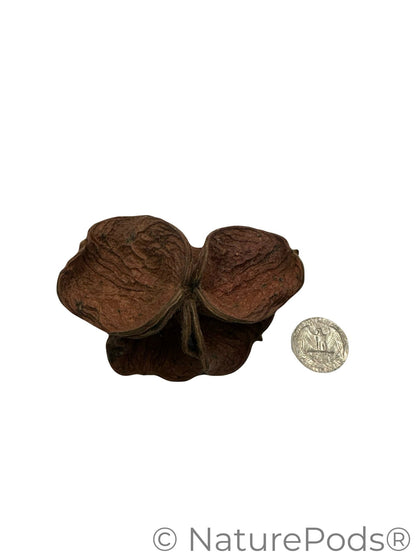 Three Land Lotus Seed Pods are displayed on a white background. Each pod features four textured, slightly curled brown segments with a natural shape, reminiscent of bioactive terrarium botanicals.