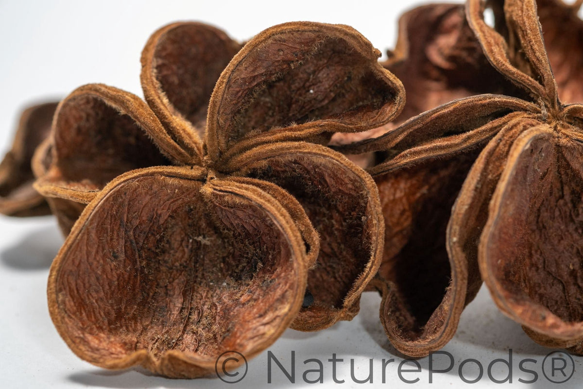 Three Land Lotus Seed Pods are displayed on a white background. Each pod features four textured, slightly curled brown segments with a natural shape, reminiscent of bioactive terrarium botanicals.