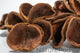 Three Land Lotus Seed Pods are displayed on a white background. Each pod features four textured, slightly curled brown segments with a natural shape, reminiscent of bioactive terrarium botanicals.