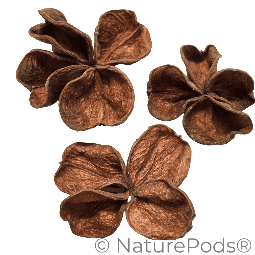 Three Land Lotus Seed Pods are displayed on a white background. Each pod features four textured, slightly curled brown segments with a natural shape, reminiscent of bioactive terrarium botanicals.
