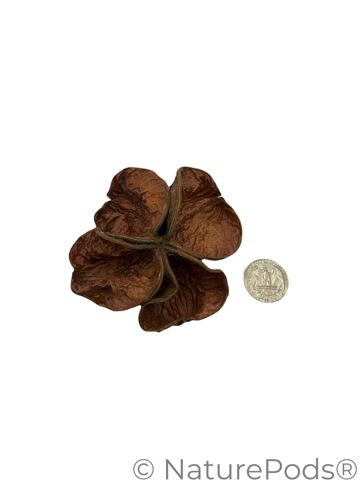 Three Land Lotus Seed Pods are displayed on a white background. Each pod features four textured, slightly curled brown segments with a natural shape, reminiscent of bioactive terrarium botanicals.  A coin is present for size comparison.