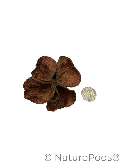 Three Land Lotus Seed Pods are displayed on a white background. Each pod features four textured, slightly curled brown segments with a natural shape, reminiscent of bioactive terrarium botanicals.  A coin is present for size comparison.
