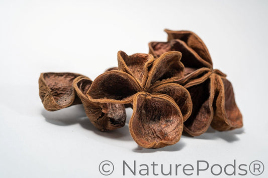 Three Land Lotus Seed Pods are displayed on a white background. Each pod features four textured, slightly curled brown segments with a natural shape, reminiscent of bioactive terrarium botanicals.