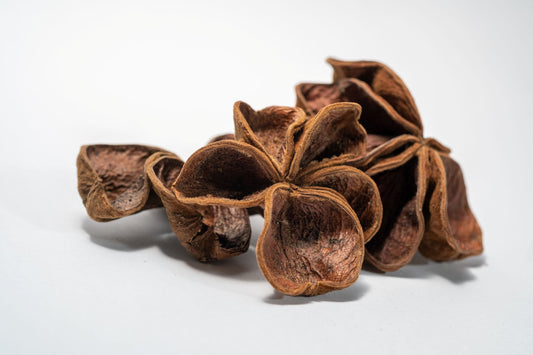Three Land Lotus Seed Pods are displayed on a white background. Each pod features four textured, slightly curled brown segments with a natural shape, reminiscent of bioactive terrarium botanicals.