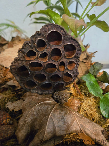 Lotus seed pod in a dart frog vivarium and also used in a paludarium.