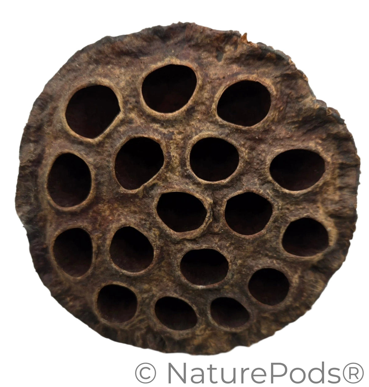 Close-up of a brown lotus seed pod with circular holes on a white background