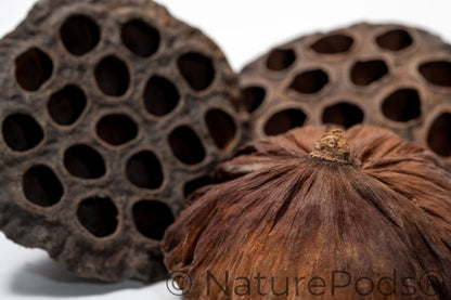 A close up of three Lotus seed pods with intricate patterns on a white background