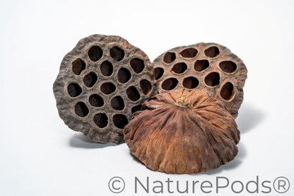 Three dried lotus seeds on a white background.