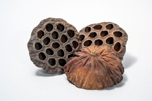 Three dried lotus seeds on a white background