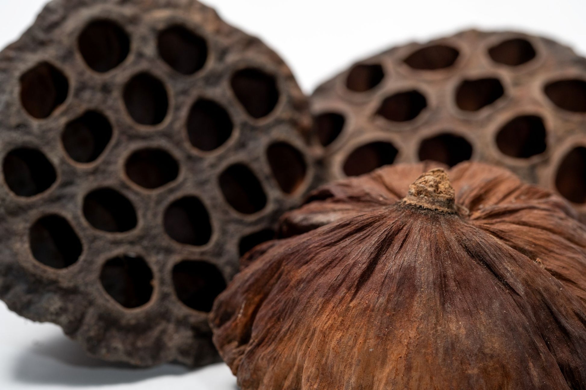Close up of three Lotus seed pods with intricate patterns on a white background