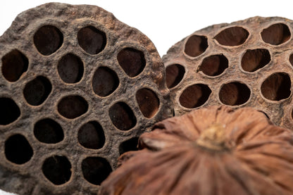 Close-up of a lotus seed pod with intricate patterns on a white background